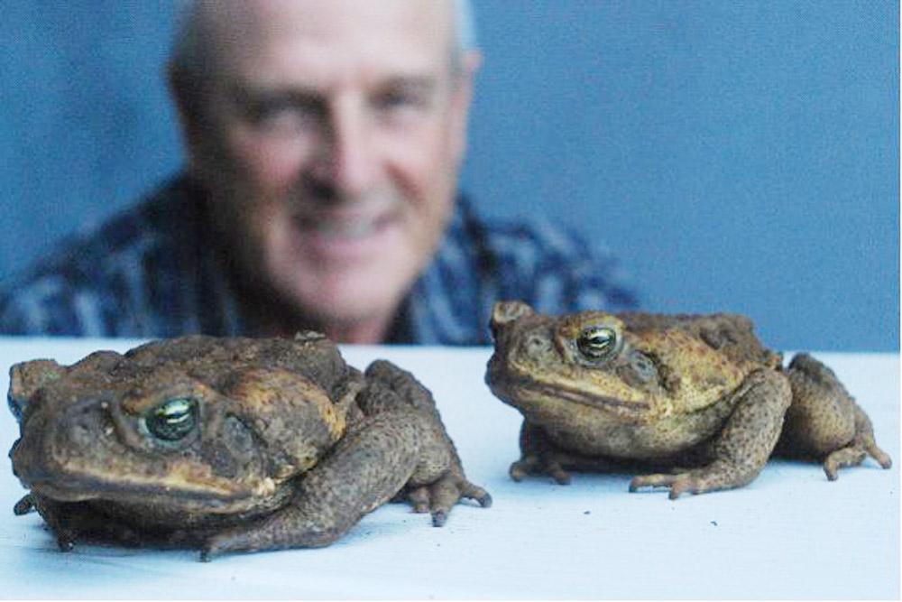 David Pont is organising Bangalow’s first cane toad muster. David Pont is organising Bangalow’s first cane toad muster.