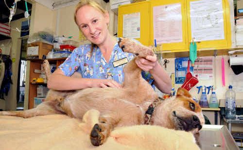 Bent Street Veterinary Service’s Lauren Waugh checks Jake for ticks, one of the many dogs she has checked and treated in recent weeks. Bent Street Veterinary Service’s Lauren Waugh checks Jake for ticks, one of the many dogs she has checked and treated in recent weeks.