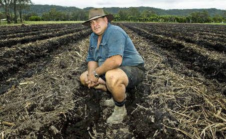Small harvest: Chairman of the Richmond River Canegrowers Association Wayne Rodgers says there has been a 50 per cent reduction in planting and extensive damage to fields caused by the wet weather. Small harvest: Chairman of the Richmond River Canegrowers Association Wayne Rodgers says there has been a 50 per cent reduction in planting and extensive damage to fields caused by the wet weather.