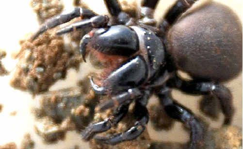 Precaution: Greg Ryan found this funnel web spider outside a Banora Point home. Precaution: Greg Ryan found this funnel web spider outside a Banora Point home.