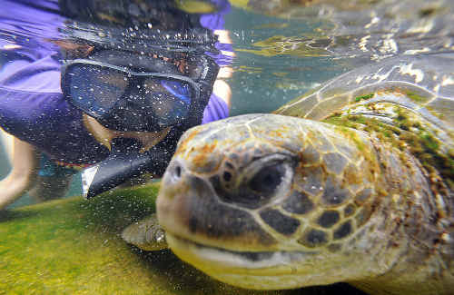 Swimming with sharks and turtles at Reefworld - 16 yr old Blake Houston with Sam the 45 yr old green turtle. Swimming with sharks and turtles at Reefworld - 16 yr old Blake Houston with Sam the 45 yr old green turtle.