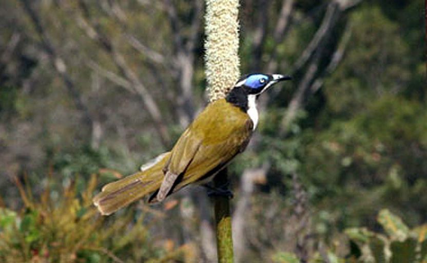 A blue-faced honey-eater on Fraser Island. A blue-faced honey-eater on Fraser Island.