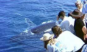 Whale Watching at Hervey Bay Whale Watching at Hervey Bay