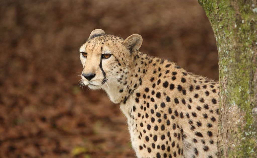 In December last year, a cheetah delayed a Qantas domestic flight in Australia. In December last year, a cheetah delayed a Qantas domestic flight in Australia.