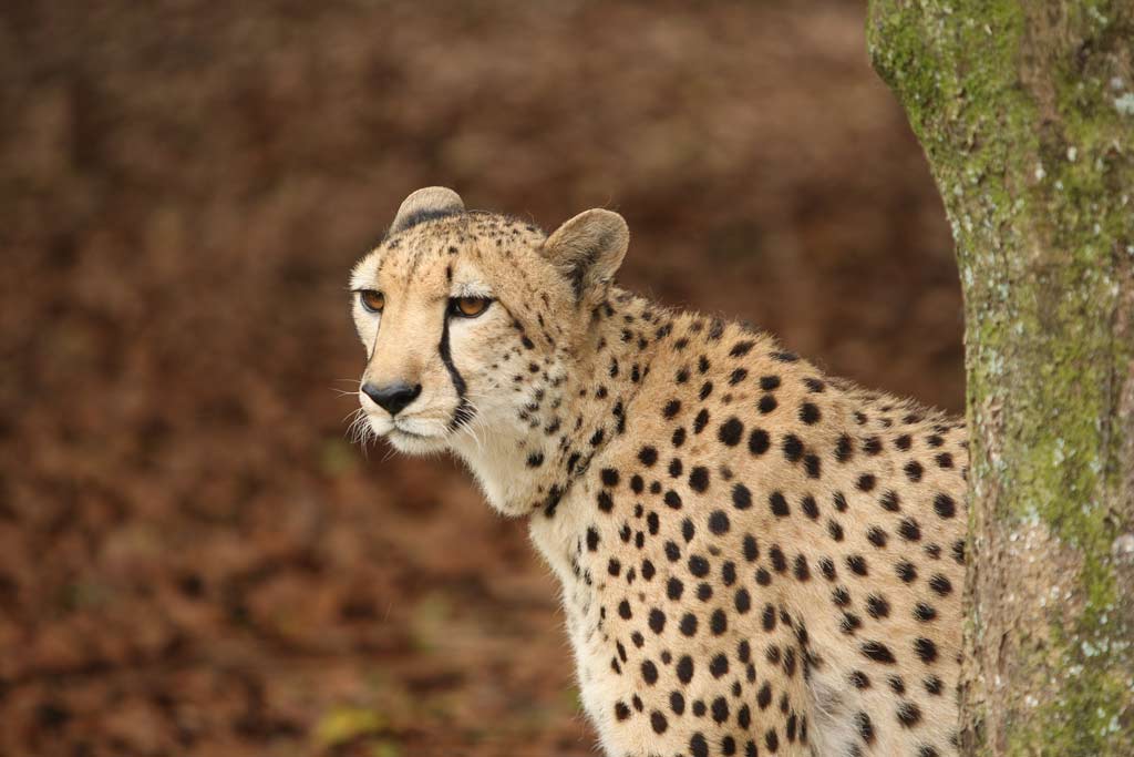 In December last year, a cheetah delayed a Qantas domestic flight in Australia. In December last year, a cheetah delayed a Qantas domestic flight in Australia.