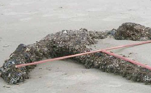 The anchor, possibly from a 140-year-old shipwreck, which was removed from theRichmond River spit at Ballina. Following an appeal from the Ballina Maritime Museum it was left outside the museum building in Regatta Avenue. The anchor, possibly from a 140-year-old shipwreck, which was removed from theRichmond River spit at Ballina. Following an appeal from the Ballina Maritime Museum it was left outside the museum building in Regatta Avenue.