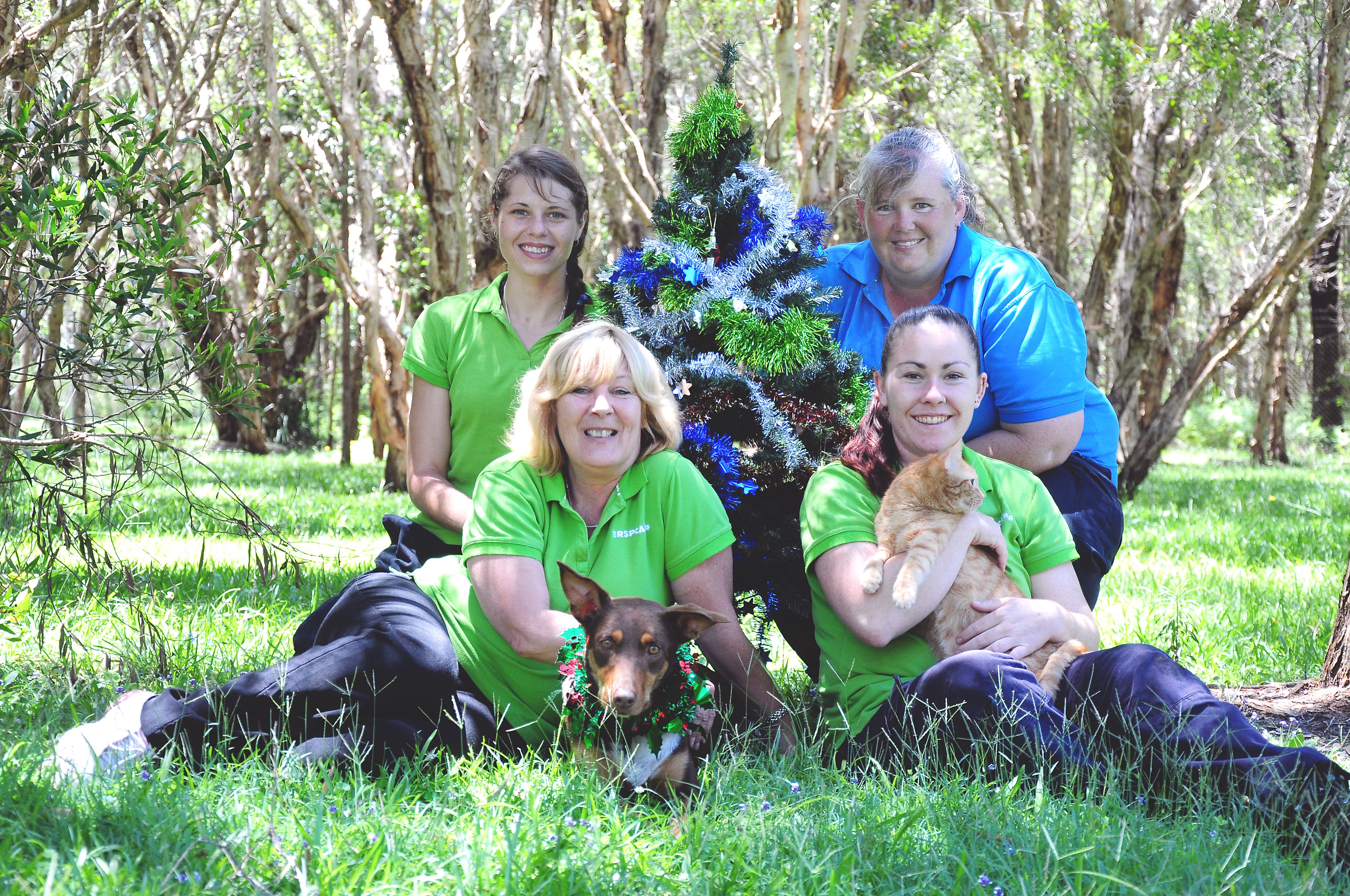 PUPPY LOVE: Christmas is a traditionally busy time of year for the crew at the Coffs Harbour RSPCA Shelter. PUPPY LOVE: Christmas is a traditionally busy time of year for the crew at the Coffs Harbour RSPCA Shelter.