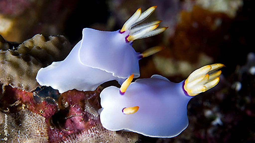Diving at Kimbe Bay, PNG. Diving at Kimbe Bay, PNG.