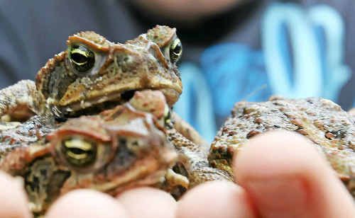 Corey Fisher shows a handful of cane toads his dad Neil Fisher found in their nursery. Corey Fisher shows a handful of cane toads his dad Neil Fisher found in their nursery.