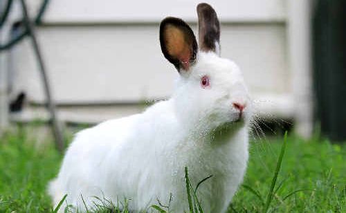 WONDERFUL FAMILY PETS: Support growing for rabbits. WONDERFUL FAMILY PETS: Support growing for rabbits.