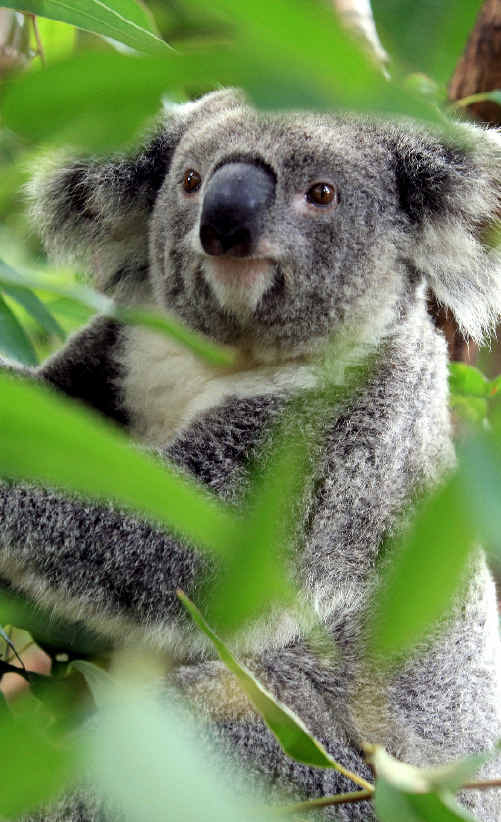 A rally to save koalas at Kings Forest is planned for Saturday. A rally to save koalas at Kings Forest is planned for Saturday.