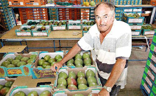 Poor crop: Hogarth Range mango farmer Mike Coleman has had most of his crop wiped out after heavy spring and summer rains. Poor crop: Hogarth Range mango farmer Mike Coleman has had most of his crop wiped out after heavy spring and summer rains.