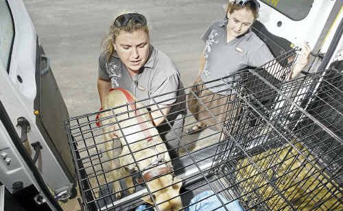 AWL employees Nicole Cannon and Gabrielle Wheaton taking the Ipswich pound animals to the Animal Welfare League. AWL employees Nicole Cannon and Gabrielle Wheaton taking the Ipswich pound animals to the Animal Welfare League.