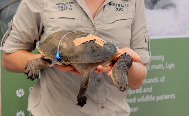 Australia Zoo Wildlife Hospital Veterinarian Dr Amber Gillett with Molly, a Broad-shelled Turtle.