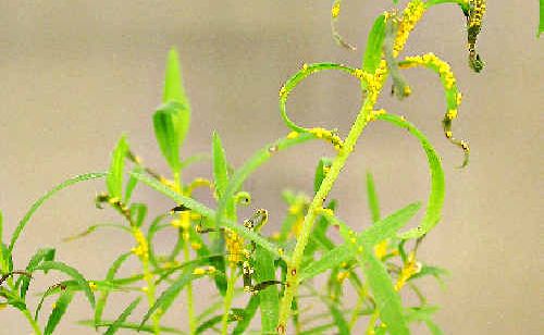 Melaleuca alternifolia at four weeks after inoculation with the myrtle rust virus. Louise Morin, of the CSIRO Melaleuca alternifolia at four weeks after inoculation with the myrtle rust virus. Louise Morin, of the CSIRO