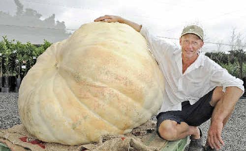 Farmer Dale Oliver, of Knockrow, with his giant pumpkin. It is one of the biggest recorded on the North Coast. Farmer Dale Oliver, of Knockrow, with his giant pumpkin. It is one of the biggest recorded on the North Coast.