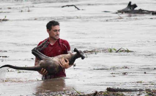 Ray Cole rescued a kangaroo from the swollen Bremer River at the One Mile Bridge and made international headlines. Ray Cole rescued a kangaroo from the swollen Bremer River at the One Mile Bridge and made international headlines.