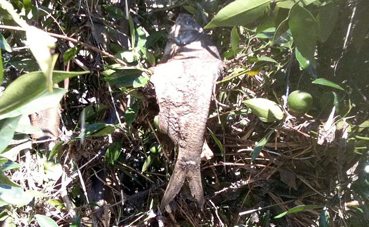 This fish was found in a mandarin tree at Wallaville near Gin Gin. This fish was found in a mandarin tree at Wallaville near Gin Gin.