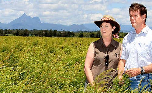 Really worried: Chinderah tea tree farmers Pat and Paul Bolster say it’s just a matter of time before deadly myrtle rust hits. Really worried: Chinderah tea tree farmers Pat and Paul Bolster say it’s just a matter of time before deadly myrtle rust hits.