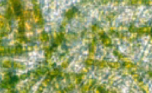 Samples of water show an increase of blue-green algae. Samples of water show an increase of blue-green algae.