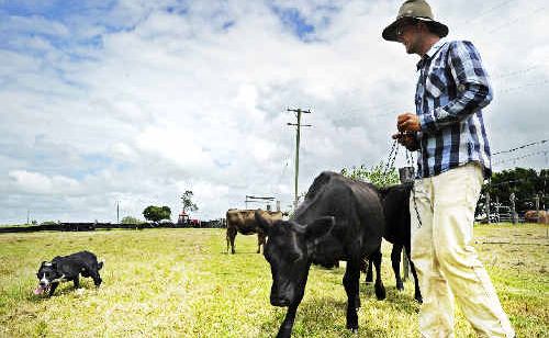 Earning his keep: Daniel Watson works his dog Bill in preparation for the Ian Ensby Memorial Dog Trials to be held in March at Tatham. Earning his keep: Daniel Watson works his dog Bill in preparation for the Ian Ensby Memorial Dog Trials to be held in March at Tatham.