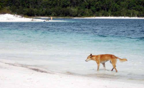 Do not feed the dingoes. Do not feed the dingoes.