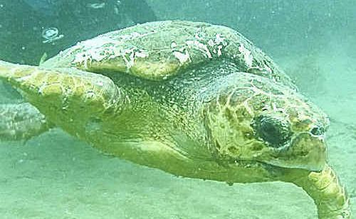 Turtles are a part of Tourism Queensland campaign to attract visitors to Bundaberg. Turtles are a part of Tourism Queensland campaign to attract visitors to Bundaberg.