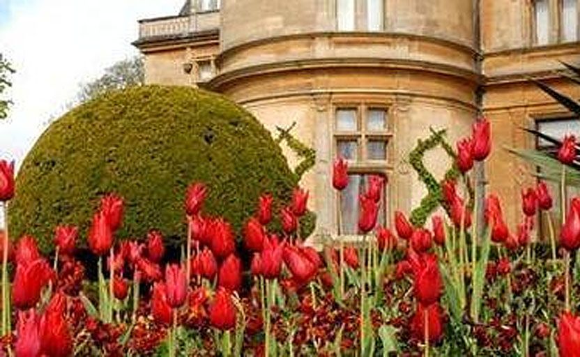 Tulips blooming at Waddeson Manor, Buckinghamshire, UK. Tulips blooming at Waddeson Manor, Buckinghamshire, UK.