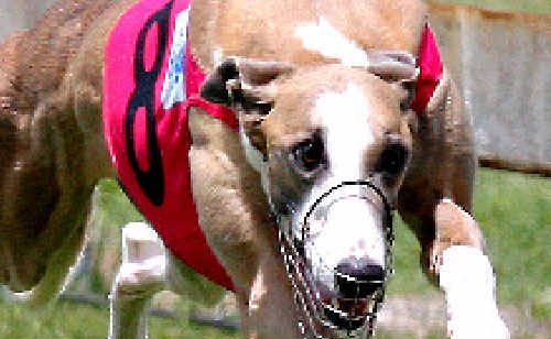 Lisa White says 20,000 greyhounds are bred in Australia each year – with many later put down. Lisa White says 20,000 greyhounds are bred in Australia each year – with many later put down.