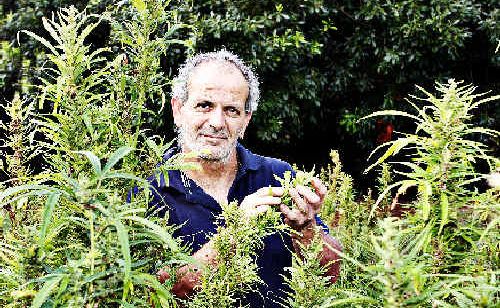 Industrial hemp grower Andrew Kavasilas inspects a crop on one of his two hemp farms on the. Industrial hemp grower Andrew Kavasilas inspects a crop on one of his two hemp farms on the.