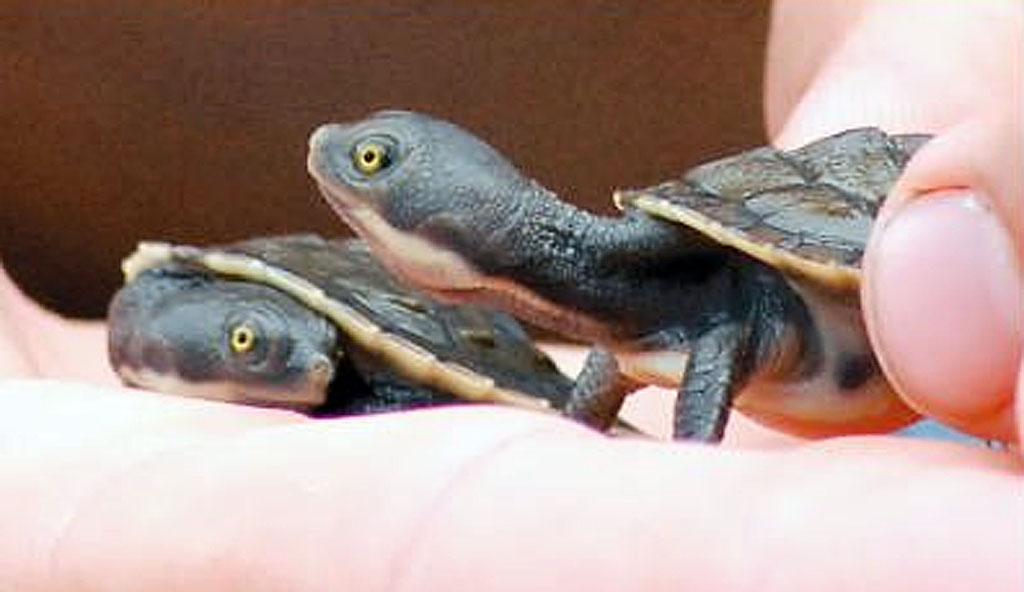 The tiny turtles that were born at the Pet Porpoise Pool. The tiny turtles that were born at the Pet Porpoise Pool.