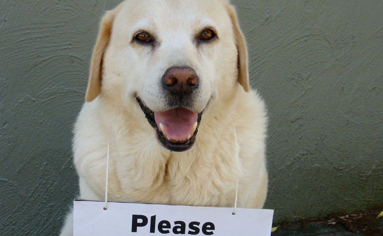 Bundy of Coffs Harbour is hoping people will help the Queensland animal flood victims. Bundy of Coffs Harbour is hoping people will help the Queensland animal flood victims.