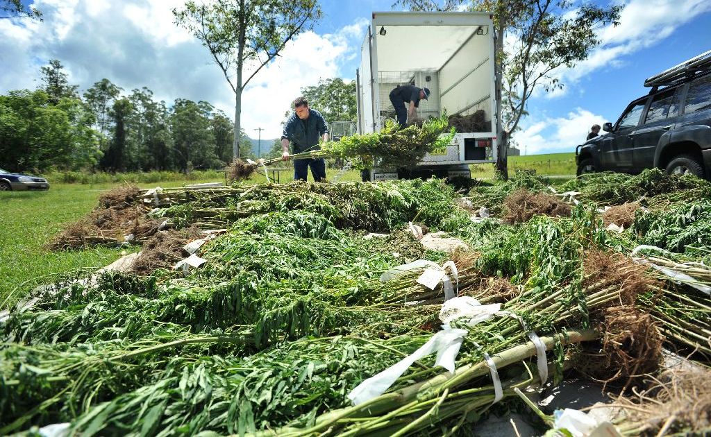 Police destory a cannabis crop at Thora mill. Police destory a cannabis crop at Thora mill.
