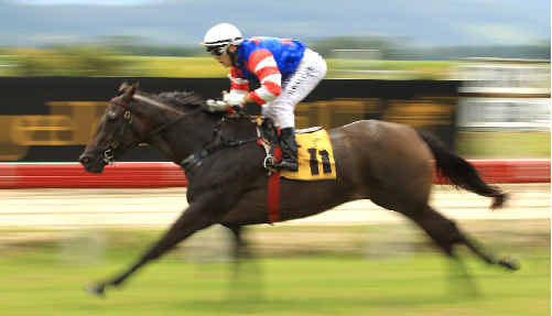Miss Minardi wins the Fillies and Mares Maiden plate at the Murwillumbah Races. Miss Minardi wins the Fillies and Mares Maiden plate at the Murwillumbah Races.