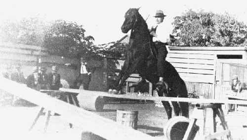 Barney McGuire with one of his trick ponies in his Belmore Arms Zoo. The zoo was one of the best in Queensland and at one time included 40 monkeys and an alligator from Florida, USA. Barney McGuire with one of his trick ponies in his Belmore Arms Zoo. The zoo was one of the best in Queensland and at one time included 40 monkeys and an alligator from Florida, USA.