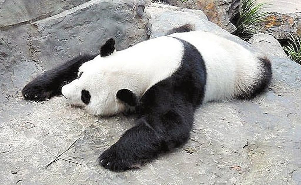 Adelaide Zoo is home to Australia's only giant pandas. Adelaide Zoo is home to Australia's only giant pandas.
