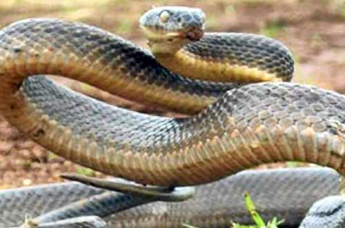 An Eastern Brown snake. With the flood waters receding and cleanups underway, residents are being warned to be alert to increased numbers of snakes. An Eastern Brown snake. With the flood waters receding and cleanups underway, residents are being warned to be alert to increased numbers of snakes.