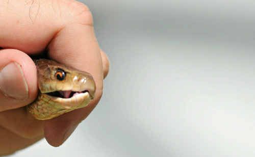 Inland Taipan snake Inland Taipan snake