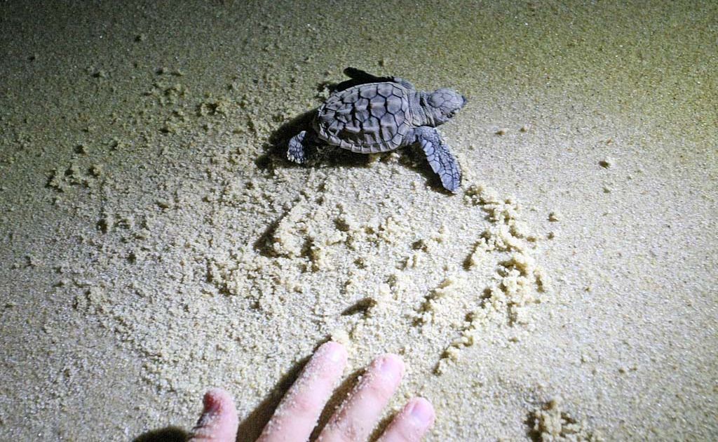 Turtles hatch on Point Cartwright beach, bringing people out to watch as they made their way to the water. Turtles hatch on Point Cartwright beach, bringing people out to watch as they made their way to the water.