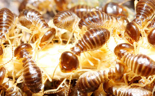 Termites are on the rampage in Bundaberg. Termites are on the rampage in Bundaberg.