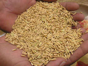 Released to coincide with World Food Day, the policy brief said the role of private enterprise would be of particular importance to boosting productivity. Released to coincide with World Food Day, the policy brief said the role of private enterprise would be of particular importance to boosting productivity.