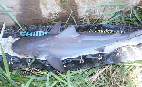 Angler Aaron Hickson’s photo of the one-metre bull shark he caught near the Grafton Bridge. Angler Aaron Hickson’s photo of the one-metre bull shark he caught near the Grafton Bridge.