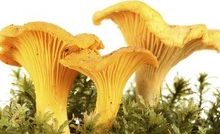 Finding chanterelles in his early years lead to a lucrative life-long obsession for Eric Schramm. Photo / Thinkstock Finding chanterelles in his early years lead to a lucrative life-long obsession for Eric Schramm. Photo / Thinkstock