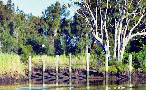 Gary and Mary Couch are in consultation with Ballina Shire Council over an entitlement to build their dream home on Goat Island. Gary and Mary Couch are in consultation with Ballina Shire Council over an entitlement to build their dream home on Goat Island.