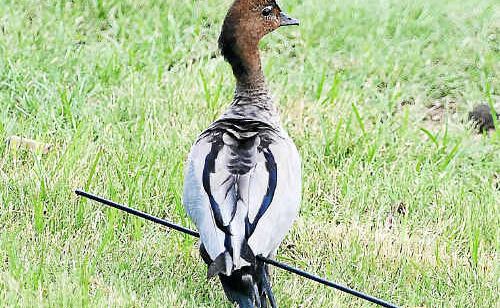 This wood duck, which was shot with an arrow in the Grafton area some time last week, was euthanised on Thursday. This wood duck, which was shot with an arrow in the Grafton area some time last week, was euthanised on Thursday.