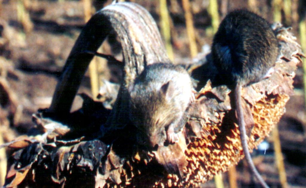 An invasion of mice is causing headaches for farmers on the Maranoa. An invasion of mice is causing headaches for farmers on the Maranoa.
