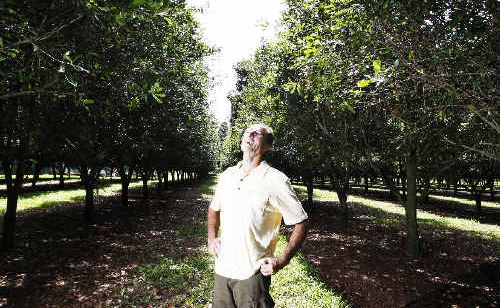 Macadamia nut farmer Greg Smith inspects the crop on his farm at Brooklet. Despite volatility in the industry he expects its value will double over the next four years, making it worth $70 million by 2012. Macadamia nut farmer Greg Smith inspects the crop on his farm at Brooklet. Despite volatility in the industry he expects its value will double over the next four years, making it worth $70 million by 2012.