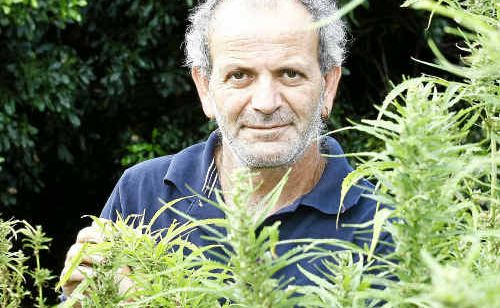 Hemp farmer Andrew Kavasilas inspects his crop. Mr Kavasilas is excited by news the Food Standards Authority of Australia and New Zealand is considering an application to permit food derived from hemp. Hemp farmer Andrew Kavasilas inspects his crop. Mr Kavasilas is excited by news the Food Standards Authority of Australia and New Zealand is considering an application to permit food derived from hemp.