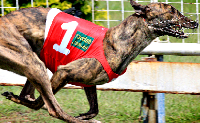 Bar Room Babe is tipped to place but not be No.1 in race two today. Bar Room Babe is tipped to place but not be No.1 in race two today.
