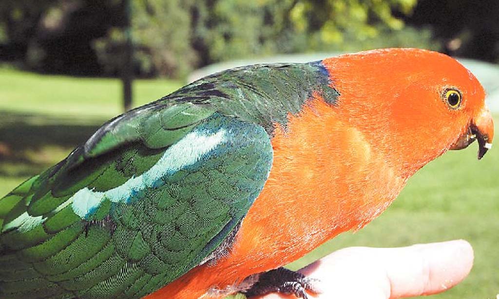 Hand-feeding king parrots at Bunya Mountain. Hand-feeding king parrots at Bunya Mountain.